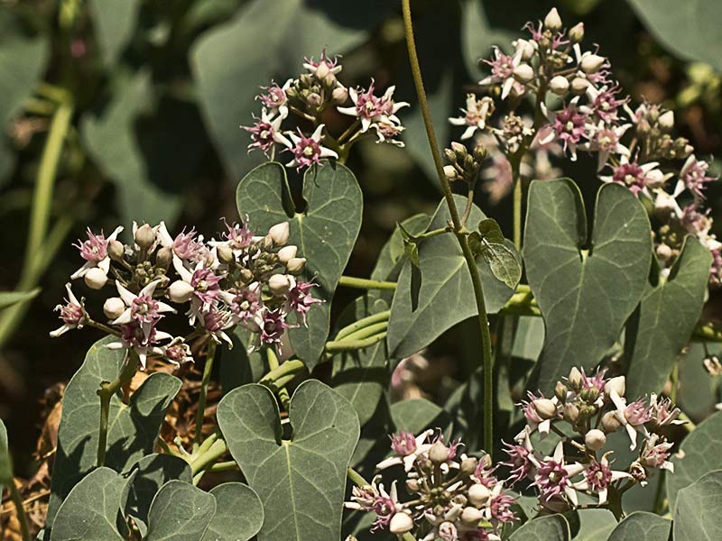 Enredadera de Matacán (Coto Escolar en Malpica de Tajo)