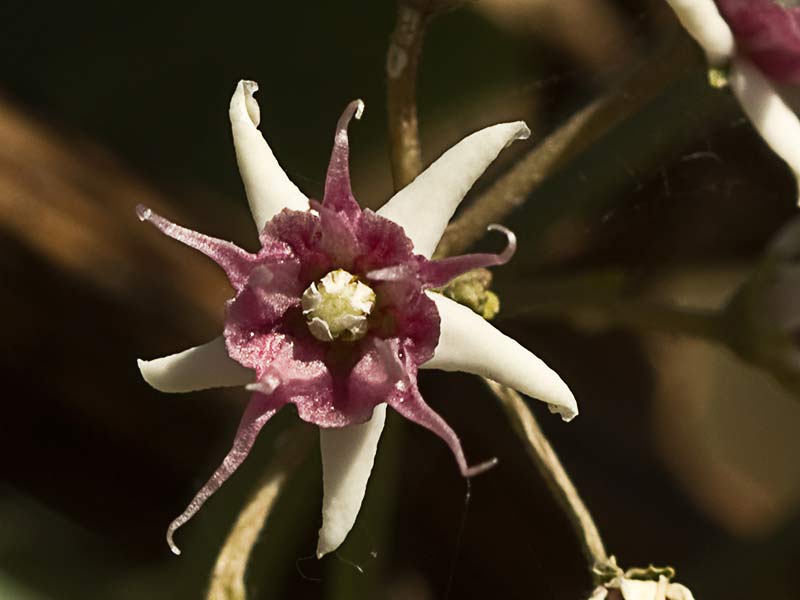 Flor del Matacán (Cynanchum acutum)