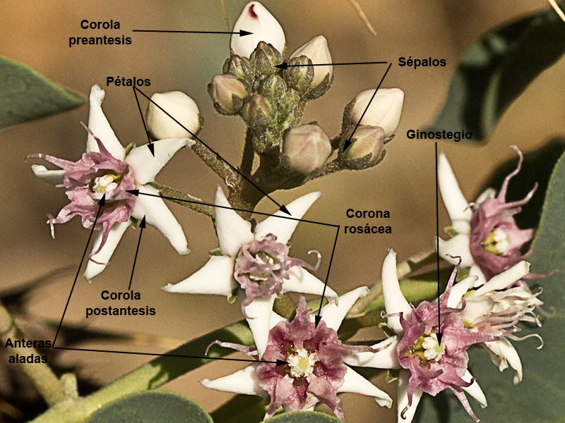 Flor del Matacán (Cynanchum acutum)
