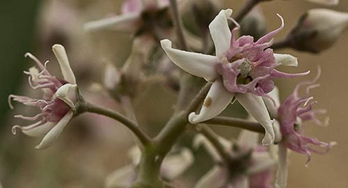 Flores del Matacán (Cynanchum acutum)