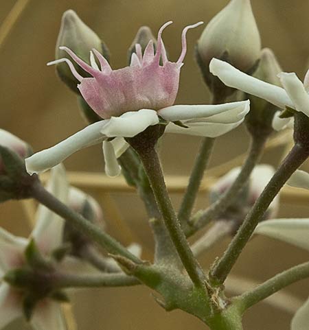 Flor del Matacán (Cynanchum acutum)