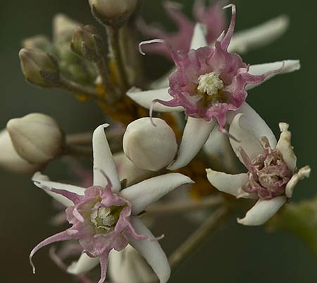 Flor del Matacán (Cynanchum acutum)