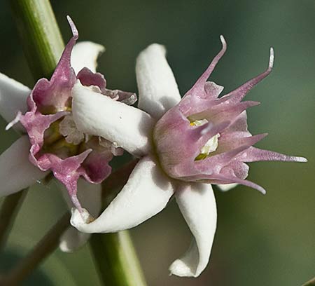 Flor del Matacán (Cynanchum acutum)