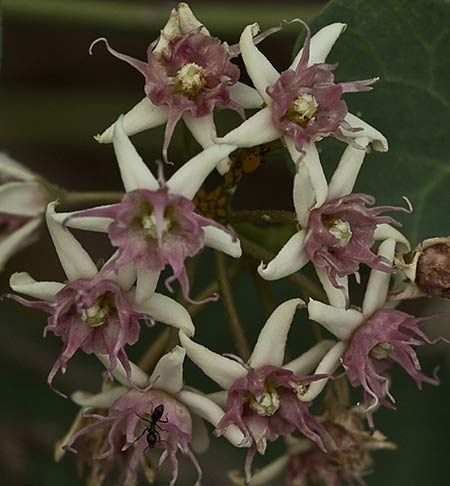 Ramillete de flores del matacán, Coto Escolar de Malpica de Tajo