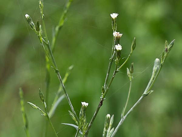 Matacavero (Symphyotrichum squamatum - Aster squamatum)