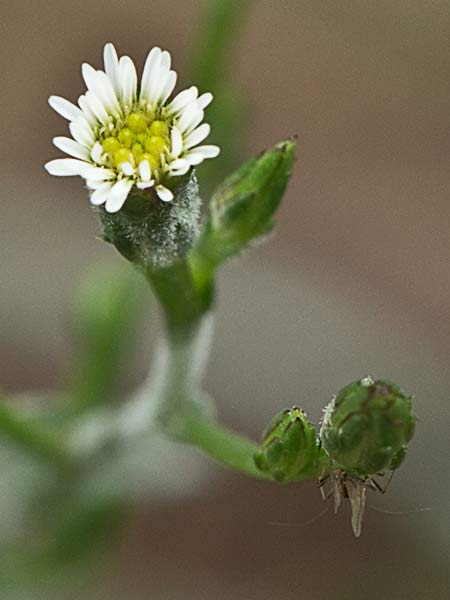 Matacavero (Symphyotrichum squamatum - Aster squamatum)