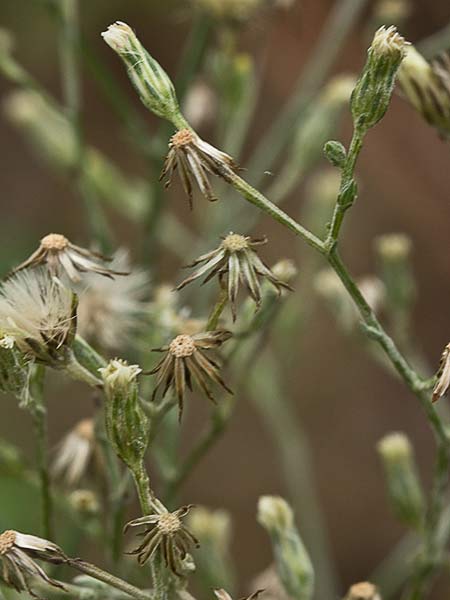 Matacavero (Symphyotrichum squamatum - Aster squamatum)