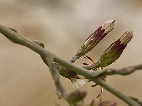 Matacavero (Symphyotrichum squamatum - Aster squamatum)