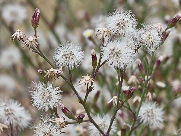 Matacavero (Symphyotrichum squamatum - Aster squamatum)