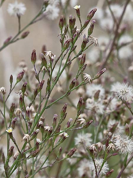 Matacavero (Symphyotrichum squamatum - Aster squamatum)