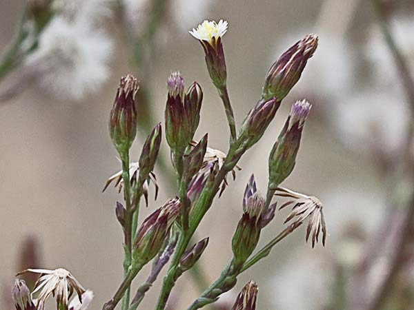 Matacavero (Symphyotrichum squamatum - Aster squamatum)