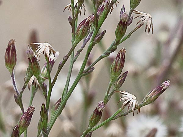 Matacavero (Symphyotrichum squamatum - Aster squamatum)