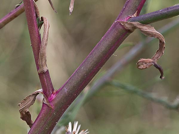 Matacavero (Symphyotrichum squamatum - Aster squamatum)