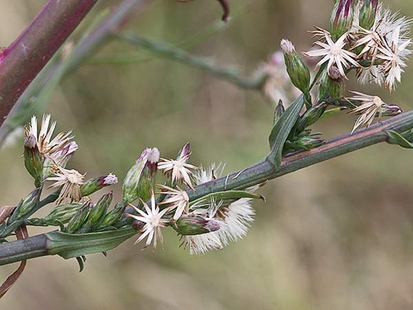 Matacavero (Symphyotrichum squamatum - Aster squamatum)