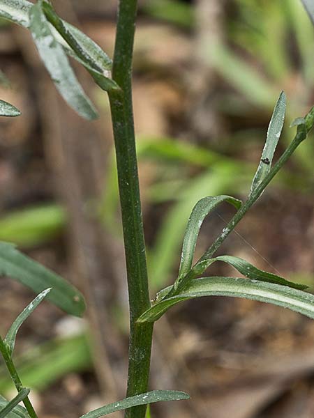 Matacavero (Symphyotrichum squamatum - Aster squamatum)