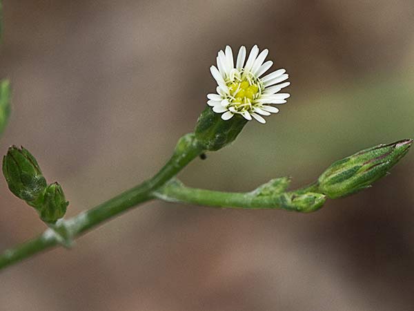 Matacavero (Symphyotrichum squamatum - Aster squamatum)