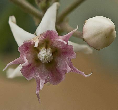 Flor del Matacán (Cynanchum acutum)