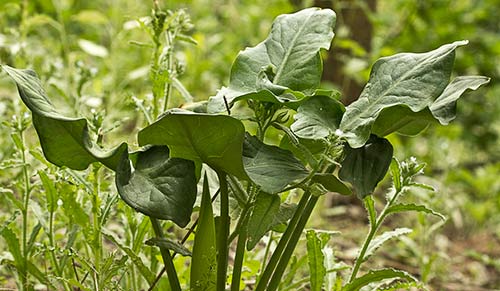 Mata de Aro (Arum Italicum)