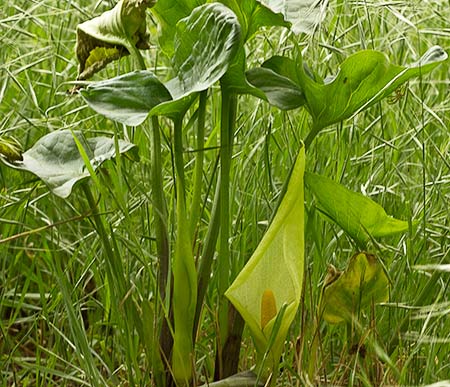 Mata de Aro con flor (Arum italicum)