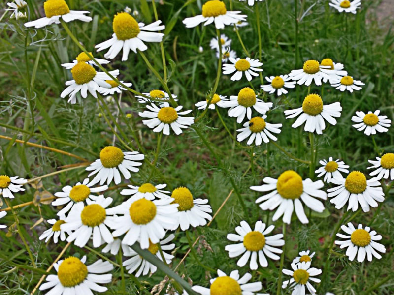 Manzanilla dulce o alemana (Matricaria recutita)