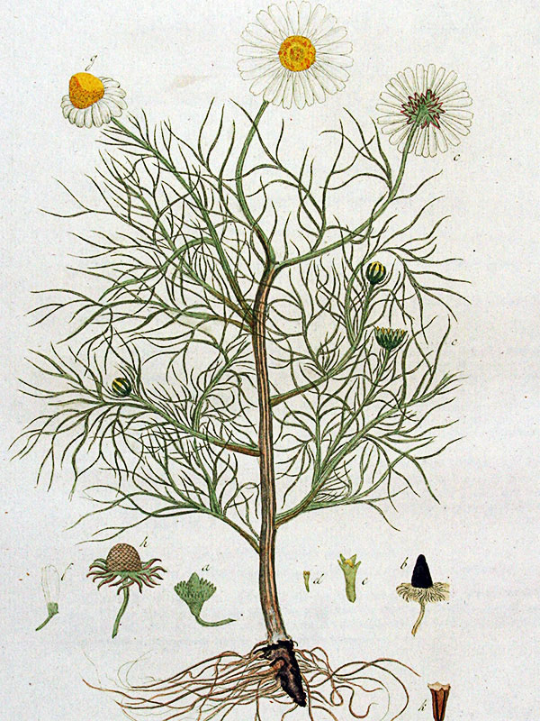 Manzanilla dulce o alemana (Matricaria recutita)