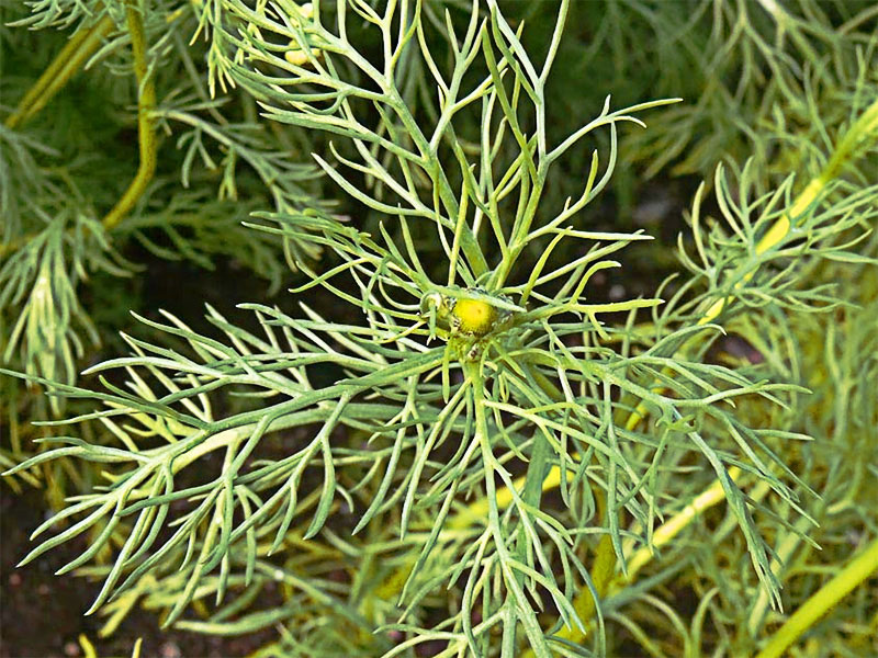 Manzanilla dulce o alemana (Matricaria recutita)
