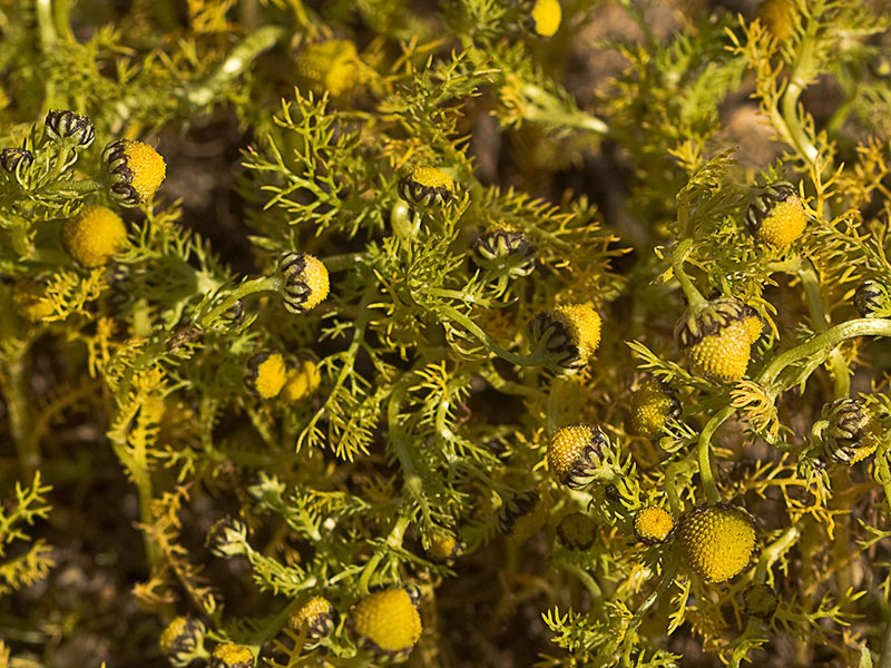 Manzanilla común (Matricaria áurea)