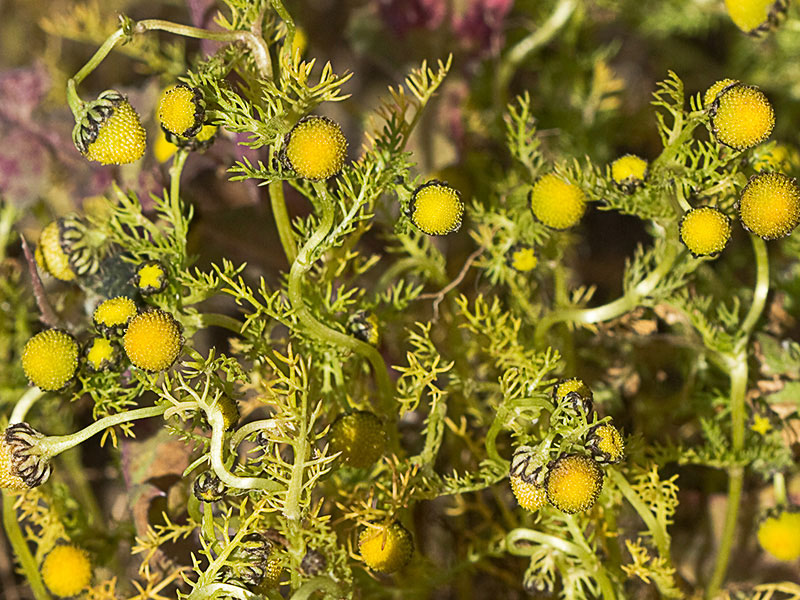 Manzanilla común (Matricaria áurea)