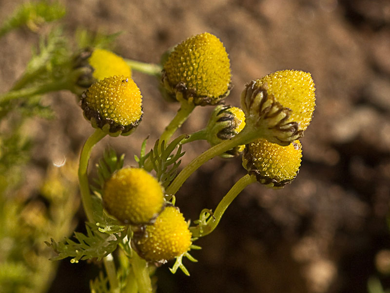 Manzanilla común (Matricaria áurea)