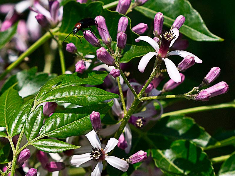 Flores de Cinamomo (Melia azedarach)