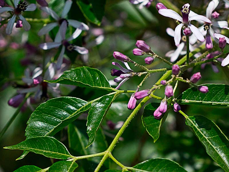 Ramita de Cinamomo (Melia azedarach)