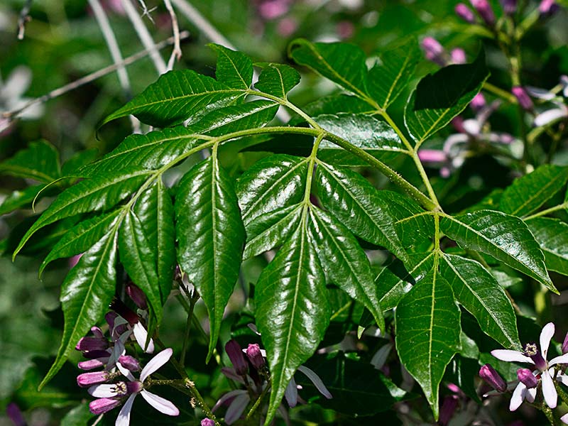 Hojas de Cinamomo (Melia azedarach)