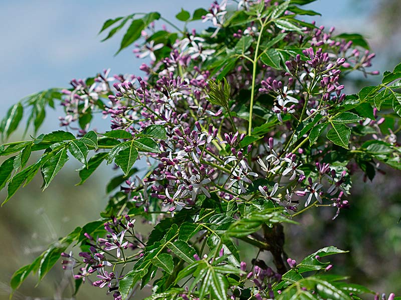 Arbolito de Cinamomo (Melia azedarach)