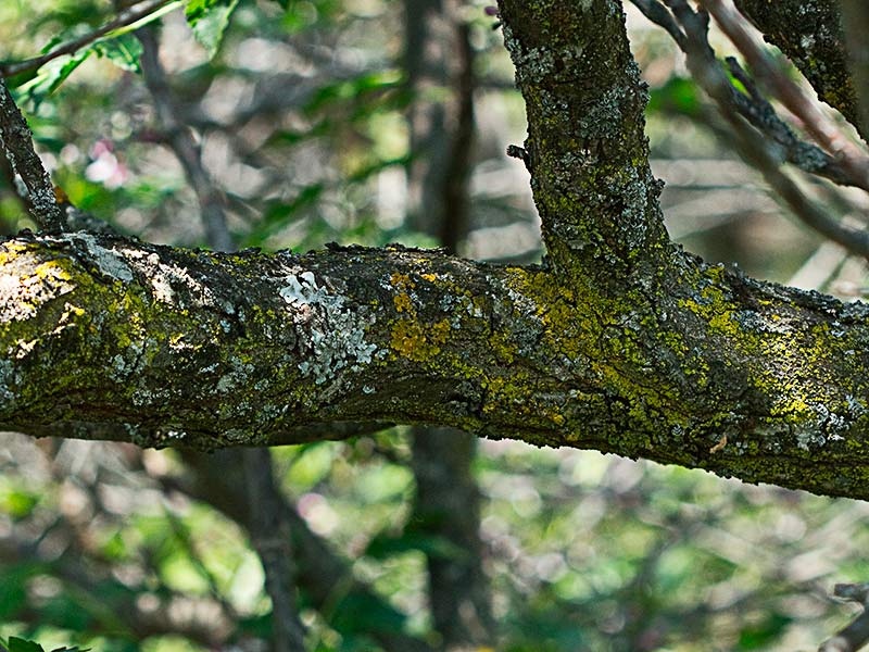 Tronco de Cinamomo (Melia azedarach)