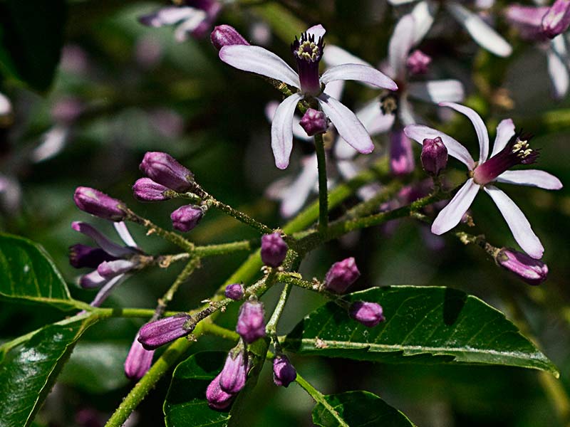 Rama de Cinamomo (Melia azedarach)