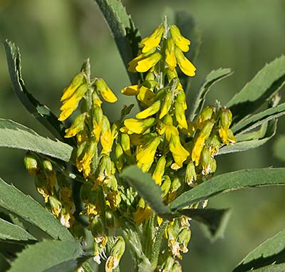 Infloresecencias del meliloto (Melilotus indicus)
