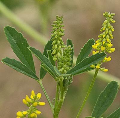 Melilotus indicus
