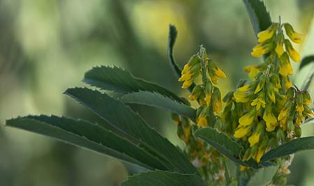 Meliloto (Melilotus indicus)