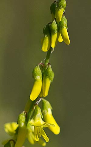 Racimo de flores del Meliloto común (Meliloto officinalis)