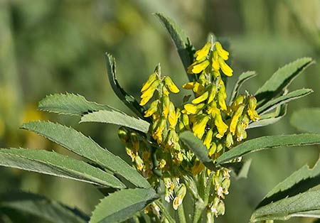Melilotus indicus