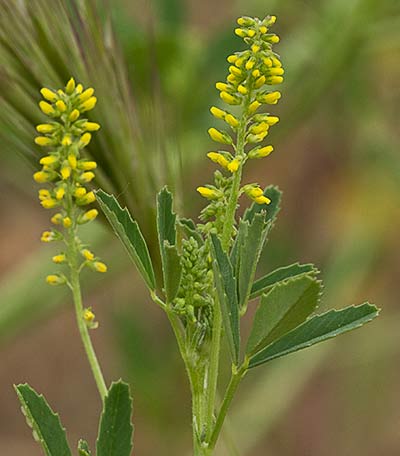 Melilotus indicus