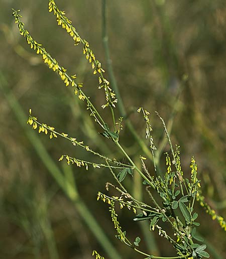 Mata del Meliloto común (Melilotus officinalis)