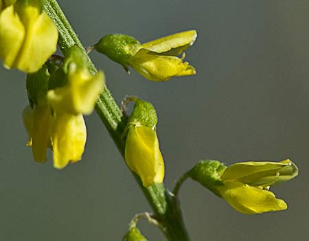 Espiga del Meliloto común (Melilotus officinalis)