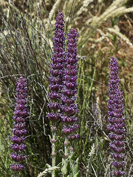Menta basta (Nepeta tuberosa)