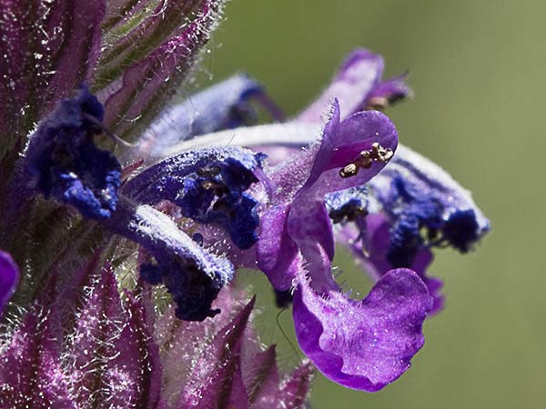 Menta basta (Nepeta tuberosa)