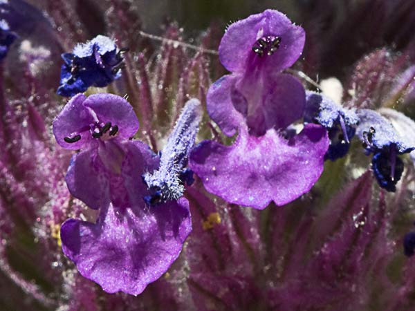 Menta basta (Nepeta tuberosa)