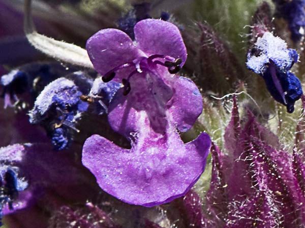 Menta basta (Nepeta tuberosa)
