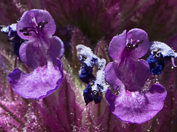 Menta basta (Nepeta tuberosa)
