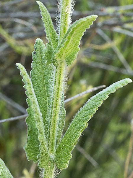 Menta basta (Nepeta tuberosa)