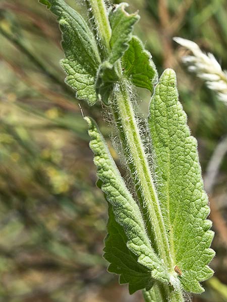 Menta basta (Nepeta tuberosa)